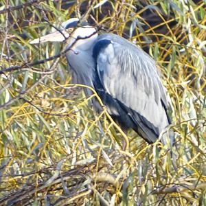 Grey Heron