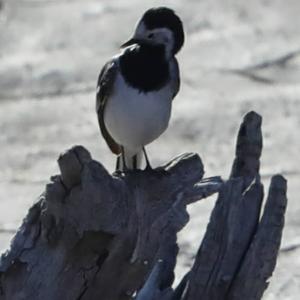 White Wagtail