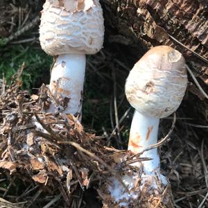 Shaggy Parasol