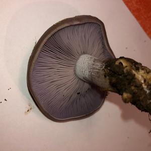 Wood Blewit