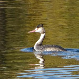 Great Crested Grebe