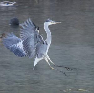 Grey Heron