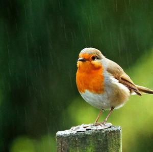 European Robin