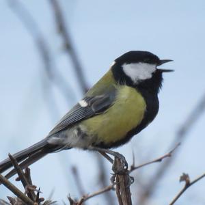 Great Tit