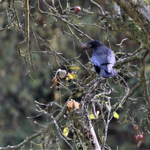 Carrion Crow