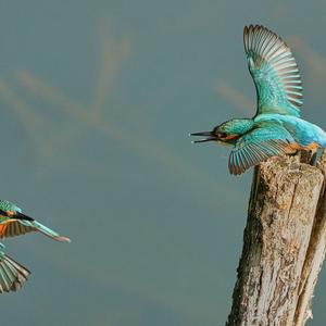 Common Kingfisher