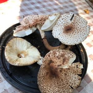 Lepiota magnispora