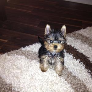 Yorkshire Terrier