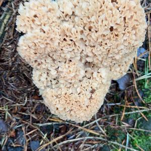 Eastern Cauliflower Mushroom