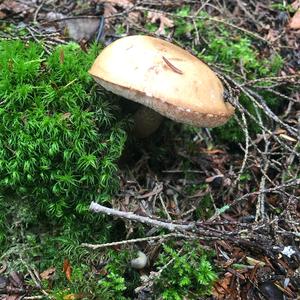 Bitter Bolete