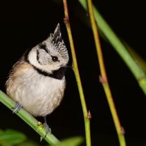 Crested Tit