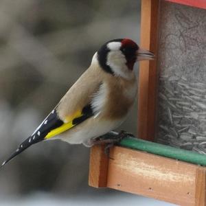 European Goldfinch