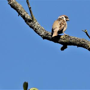 Eurasian Tree Sparrow