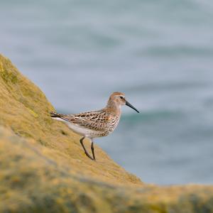 Dunlin