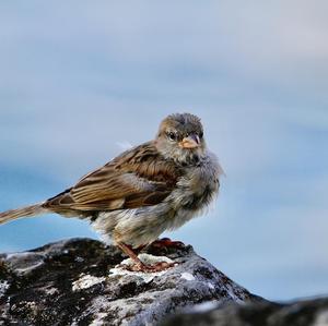 House Sparrow