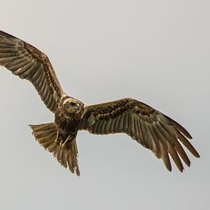 Western Marsh-harrier