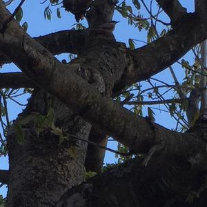 Wood Nuthatch