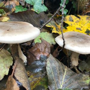 Cloudy Clitocybe