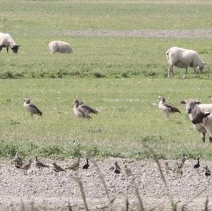 Egyptian Goose