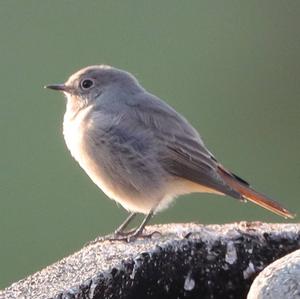 Black Redstart