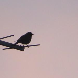 Black Redstart