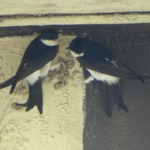 Northern House-martin