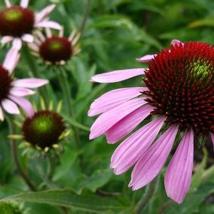 Purple Coneflower (Eastern)