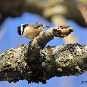 Red-breasted Nuthatch