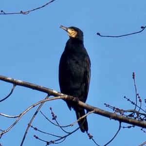 Great Cormorant