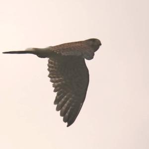 Common Kestrel