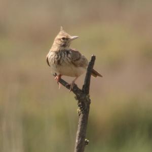 Crested Lark