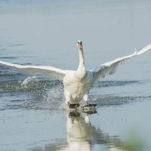 Mute Swan