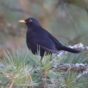 Eurasian Blackbird