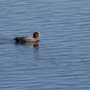 Eurasian Wigeon