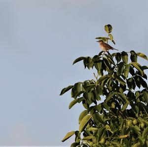 Song Thrush