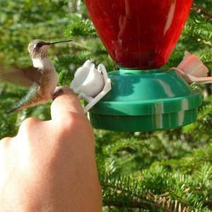 Ruby-throated Hummingbird