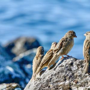 House Sparrow