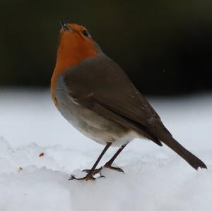 European Robin