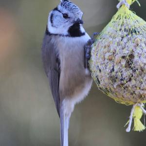 Crested Tit