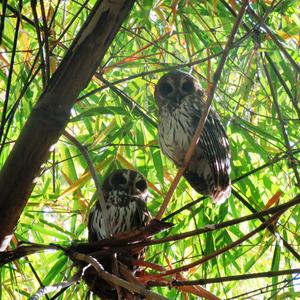 Tawny Owl