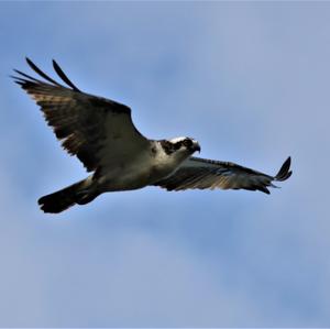 Osprey