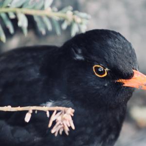 Eurasian Blackbird