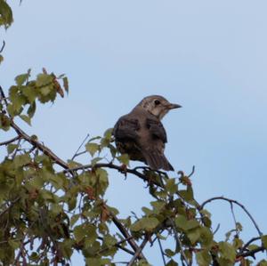 Mistle Thrush