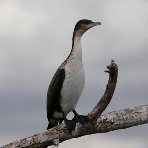 Reed Cormorant