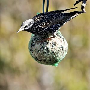 Common Starling