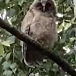 Long-eared Owl