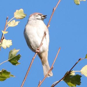 Eurasian Tree Sparrow