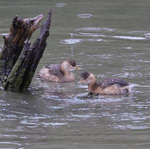 Little Grebe