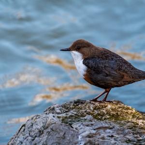 White-throated Dipper