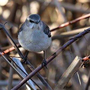 Northern Mockingbird